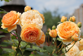Каталог ярославський розарій, рози76, саджанці троянд в Ярославлі, купити саджанці троянд москва, саджанці