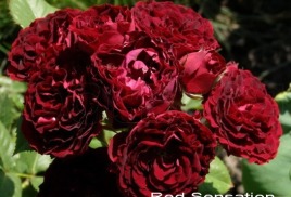 Katalógus Jaroszlavl rózsafüzér rozy76, rózsa növények Jaroszlavl, Moszkva vásárlás rózsa növények, palánták