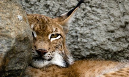 Ce are visul de lynx, un trap vis care se vede într-un vis, ceea ce înseamnă