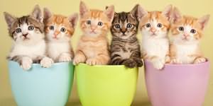 Ce inseamna o pisica vis despre o multime de pisici de diferite culori