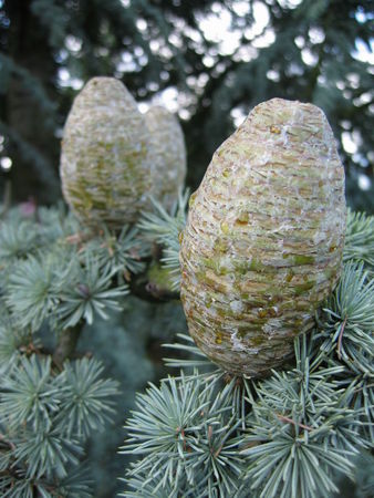 Кедр атласький (cedrus atlantica) - хвойні дерева буква «до» - квітковий портал ваш сад!