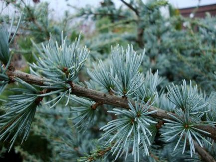 Кедр атласький (cedrus atlantica) - хвойні дерева буква «до» - квітковий портал ваш сад!