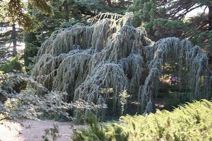 Кедр атласький (cedrus atlantica) - хвойні дерева буква «до» - квітковий портал ваш сад!