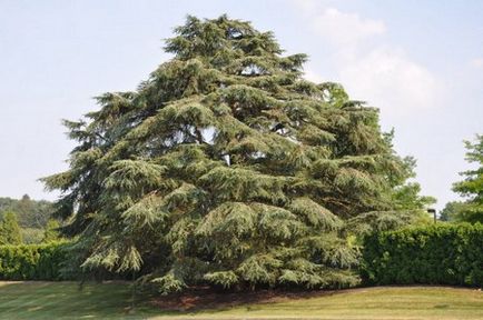 Atlas cédrus (atlaszcédrus) - tűlevelűek „K” betű - virág portál a kertben!