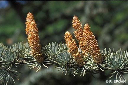 Кедр атласький (cedrus atlantica) - хвойні дерева буква «до» - квітковий портал ваш сад!