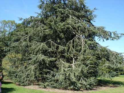 Cedar Atlas - roci de conifere pentru grădină