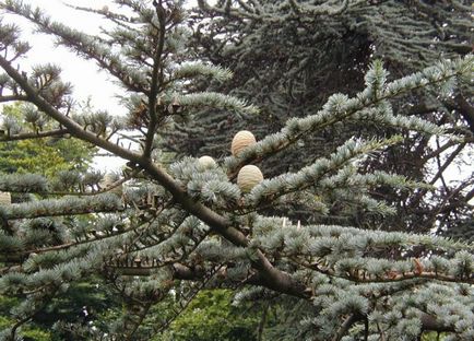 Cedar Atlas - roci de conifere pentru grădină