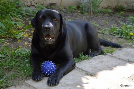 Casey, labrador retriever, kutya, a háziállatok