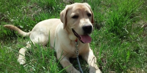 Casey, Labrador Retriever, câini, animalele de companie