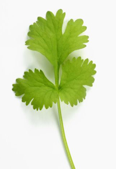 Beneficiile cilantro-parfumate