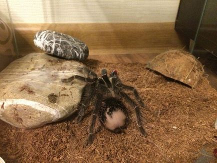 Club de fani ai tarantulelor de paianjeni