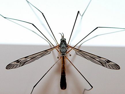 Комарі - 28 грудень 2011 - все найцікавіше від усіх нас - 8 клас 12 школа жуковський