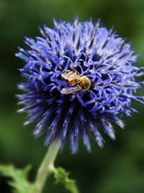 Combinari de flori pentru paturi de flori, flori preferate