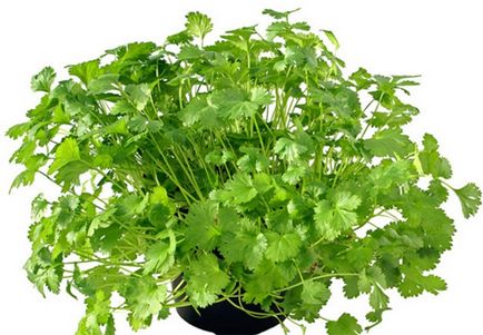 Coriandru (cilantro)