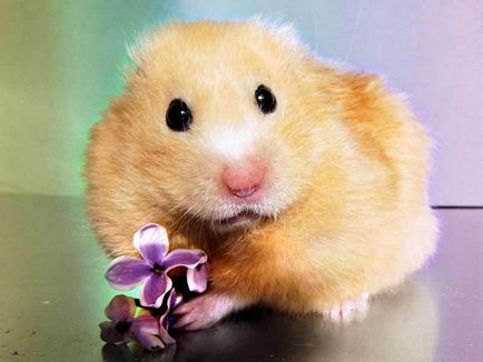 Hamsterii hrănesc ce hrană este mai bună decât germenii vieții