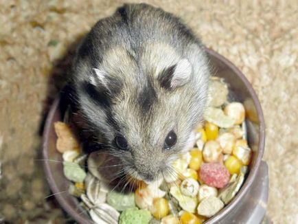 Hamsterii hrănesc ce hrană este mai bună decât germenii vieții
