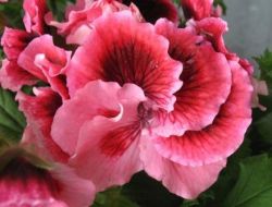 Royal tăiere de geraniu pentru înflorire luxuriantă, îngrijire și reproducere, jurnal regal