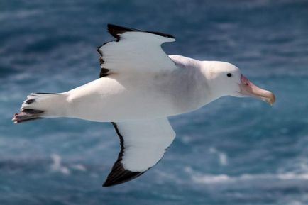 Royal Albatross este o pasăre cu adevărat regală