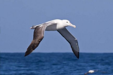 Royal Albatross este o pasăre cu adevărat regală