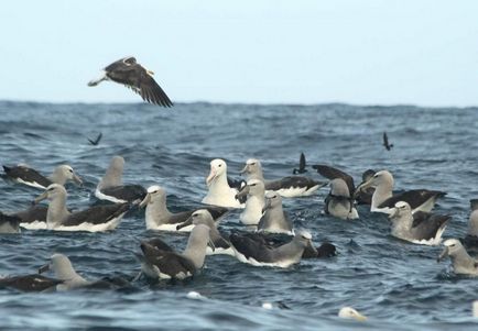 Royal Albatross este o pasăre cu adevărat regală