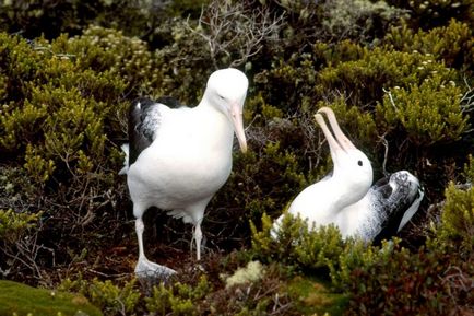 Royal Albatross este o pasăre cu adevărat regală