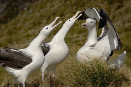 Royal Albatross este o pasăre cu adevărat regală
