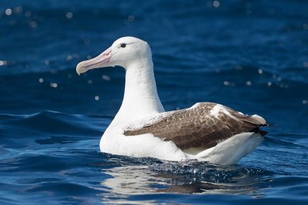 Royal Albatross este o pasăre cu adevărat regală