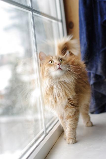 fahéj macska keres egy otthoni