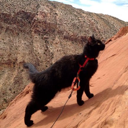 Un pisicuș urcă în munți împreună cu stăpânul său