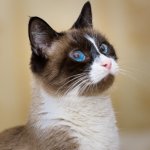Cat snu shu (50 poze) ce fel de pisica din aceasta rasa, descriere, video