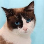 Кішка сноу шу (50 фото) який кошеня цієї породи, опис, відео