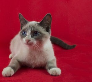 Cat snu shu (50 poze) ce fel de pisica din aceasta rasa, descriere, video