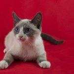 Кішка сноу шу (50 фото) який кошеня цієї породи, опис, відео