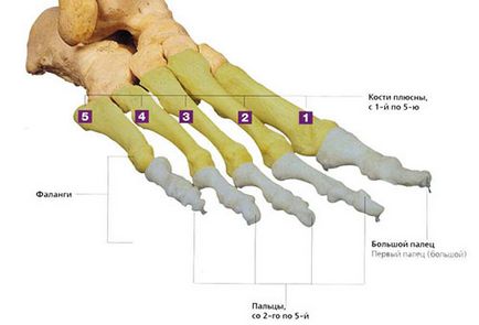 Кістки стопи симптоми і ознаки при переломі