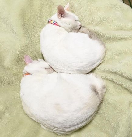 Коти-близнюки, які завжди сплять в дзеркальних позах, плющ і бджола