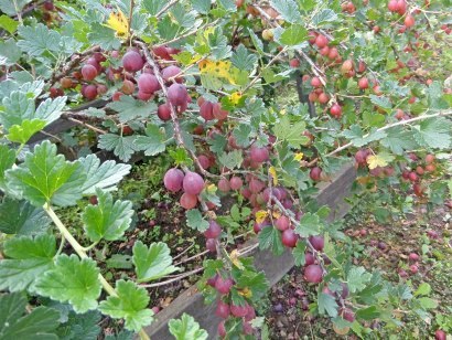 Gooseberries - creștere, reproducere pe straturi