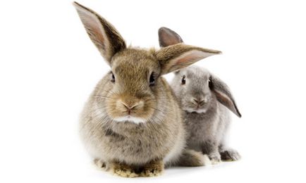 Кролик не їсть що робити, основні причини відсутності апетиту (відео)