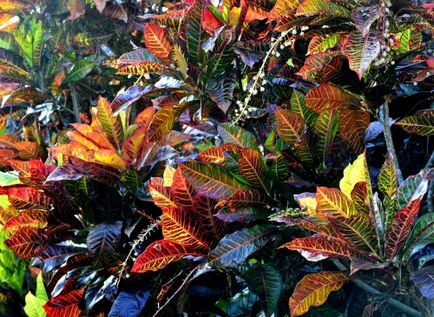 Croton (cyneum) îngrijire la domiciliu, fotografie, reproducere