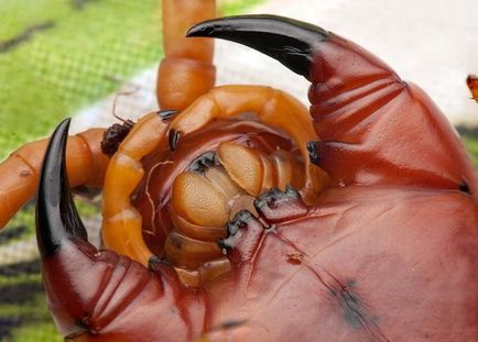 Cine este scolopendra