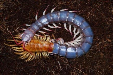 Cine este scolopendra