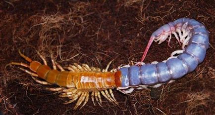 Cine este scolopendra