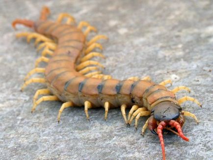 Cine este scolopendra