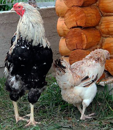 Кури породи Куланг, кури Куланг, Дака, узбецькі бійцівські кури