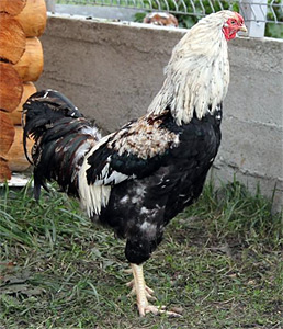 Кури породи Куланг, кури Куланг, Дака, узбецькі бійцівські кури