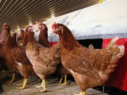 Csirkék nagy sorban - szívesen látott vendég minden tanya