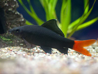 Лабео двоколірний (labeo bicolor), акваріум в деталях