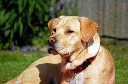 Labrador - caracteristici ale rasei - blog al clinicii veterinare - belant