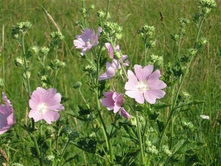 Marshmallow gyógyászati felhasználás, haszon és kár, fotók (Althea officinalis) Marshmallow gyógyászati felhasználás, haszon és kár, fotók