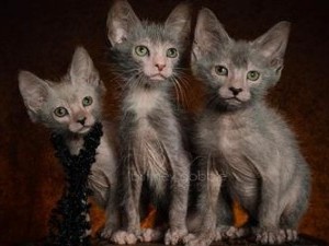 Ліко фото кішки, характер породи, опис, відео