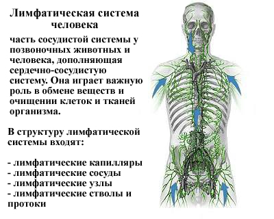 Лімфатична система людини